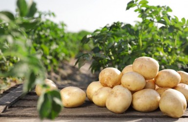 Công dụng của khoai tây đối với việc chăm sóc da mặt