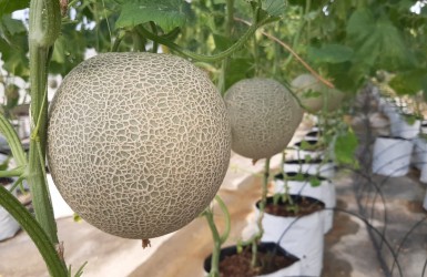 Mẹo đơn giản chọn dưa lưới ngon