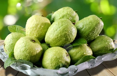 Những lợi ích của trái ổi