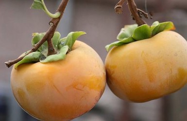 8 lợi ích sức khỏe của quả hồng giòn