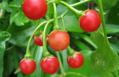 Cà gai leo trị bệnh gan hiệu quả